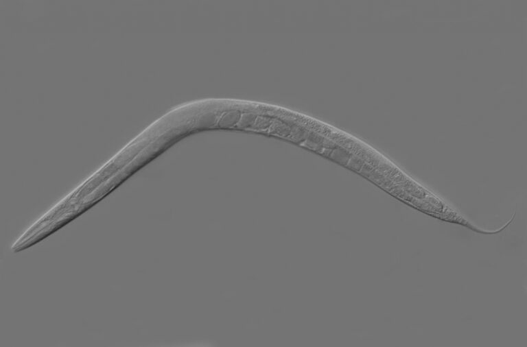 Scientists develop a robot that performs genetic manipulations of C. elegans