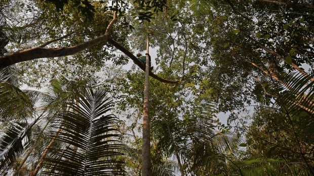 Researchers found a tree in the Amazon nearly as tall as the Statue of Liberty