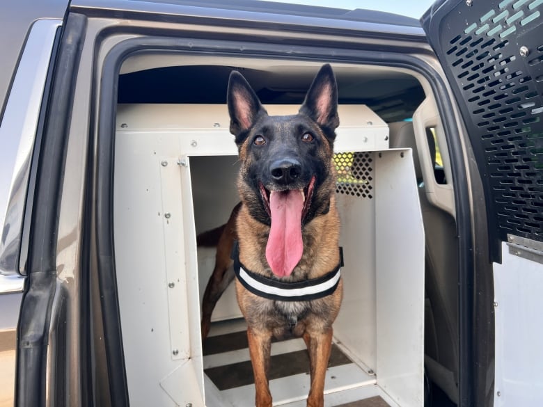 A dog smiles from a crate in the back of a truck