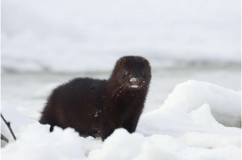 American mink regrow their brains in a rare reversal of the domestication process