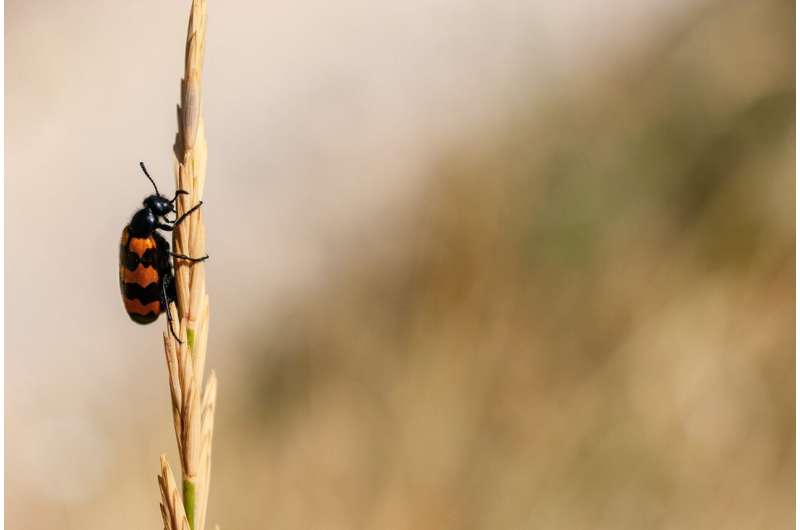 Animals who mate during heatwave less likely to reproduce successfully, new study shows