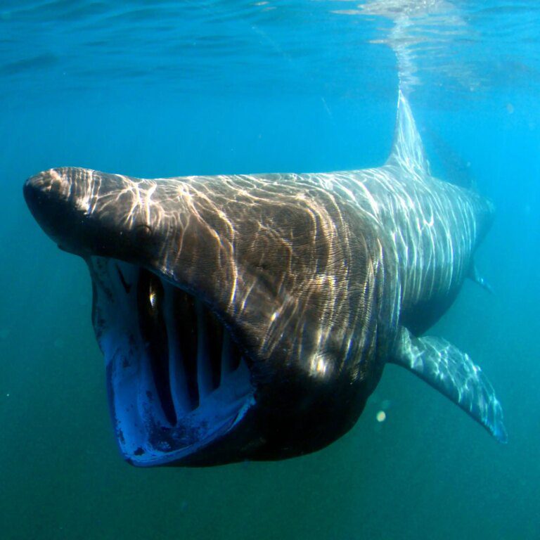 Shark Shock – Scientists Discover Basking Sharks Are Warm-Bodied in One-in-a-Thousand Exception