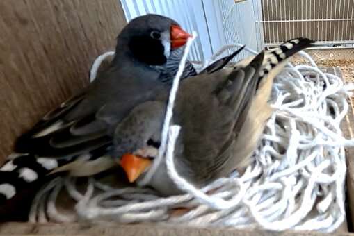 Beak shape can predict nest material use in the world's birds, study finds