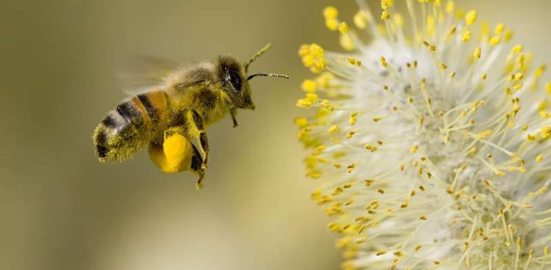 Bees are astonishingly good at making decisions—and our computer model explains how that's possible