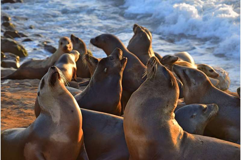 sea lions