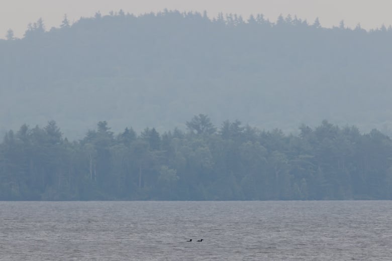 Two loons swim in a rural lake under smoky skies.