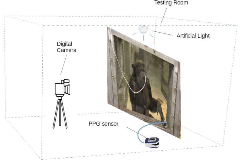 Serious monkey business: chimpanzee heart check via digital camera