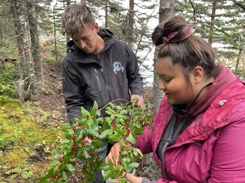 A man and a woman in the forest picking berries.