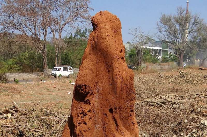 termite mounds