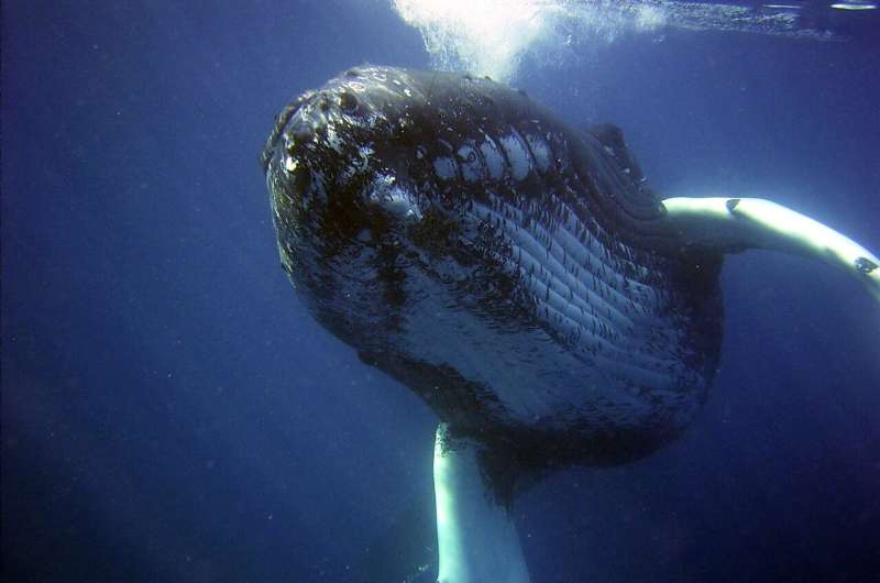 humpback whale