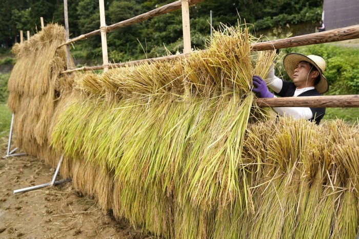 A farmer hangs bound rice to dry at the Hoshitoge rice terraces in Tokamachi, Niigata, Japan