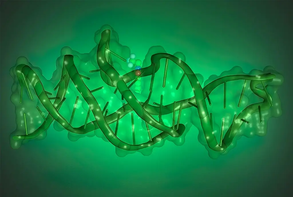 Structure of Lettuce DNA