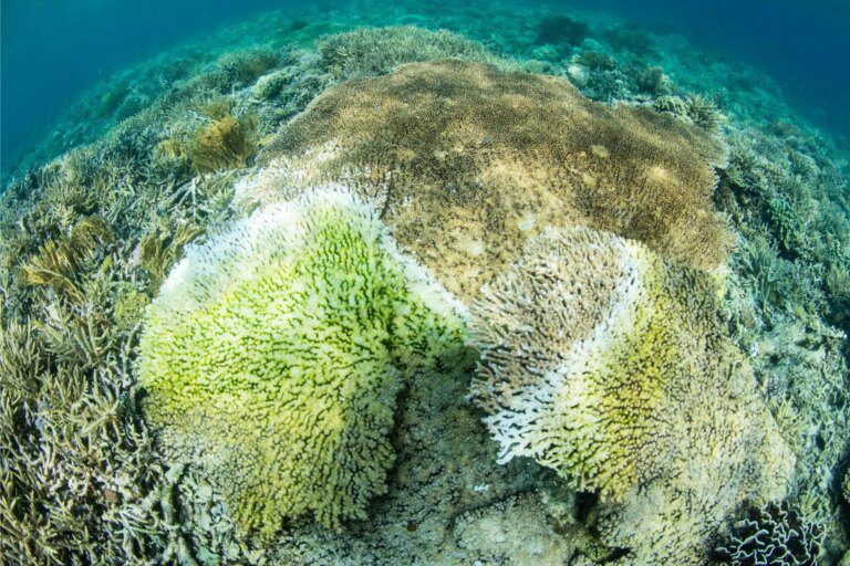 Coral Disease Prevalence Projected To Skyrocket to 76.8% by 2100