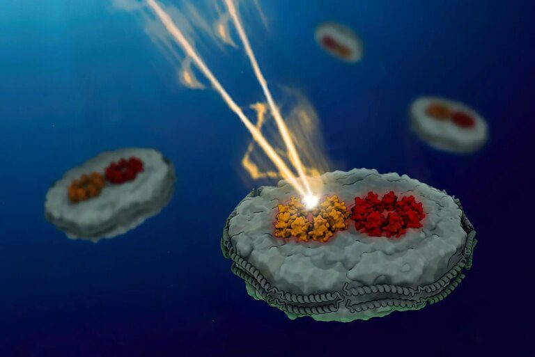 MIT Chemists Discover Why Photosynthetic Light-Harvesting Is So Efficient