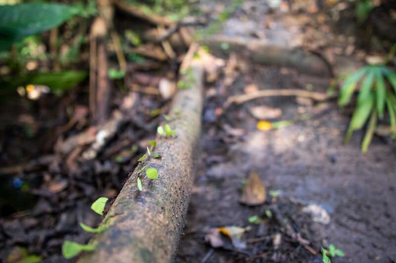 Farmer ants and drama-prone wasps in spotlight for their climate adaptation