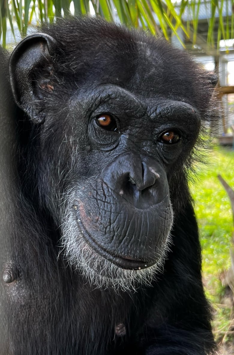 A portrait of a chimpanzee.