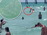 Frightening moment Florida beachgoers scream ‘get out of the water’ as giant shark swims in shallows