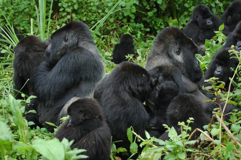 The Hidden Genetic Lineage in Gorillas