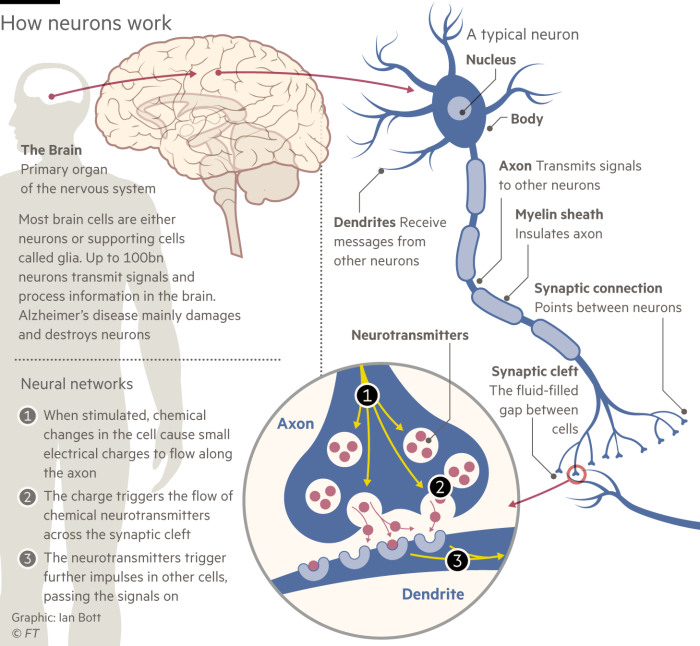 Illustration showing how neurons work