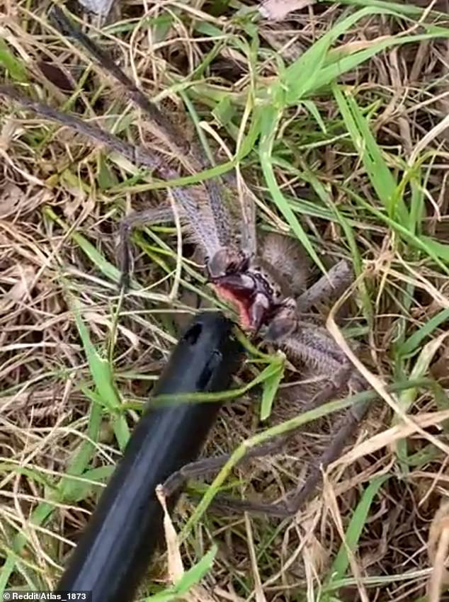 Huge huntsman spider found in Australian backyard as resident is slammed for poking it