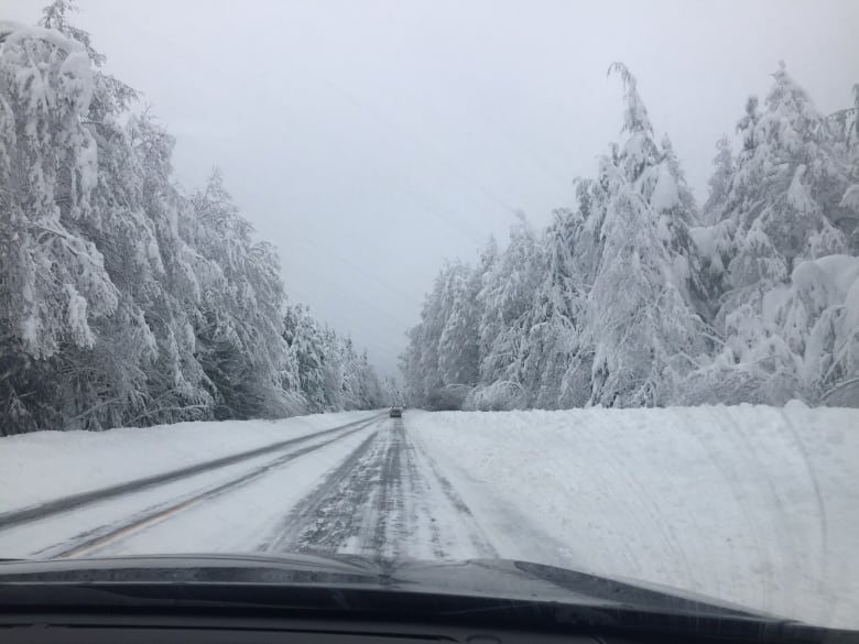 A partially plowed highway with tall trees covered in snow.