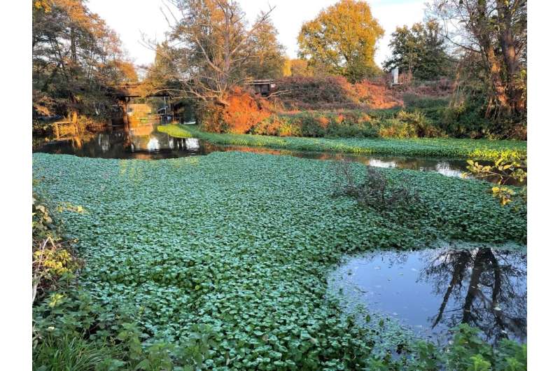 Invasive non-native species cost UK economy an estimated £4bn a year, new CABI-led study reveals