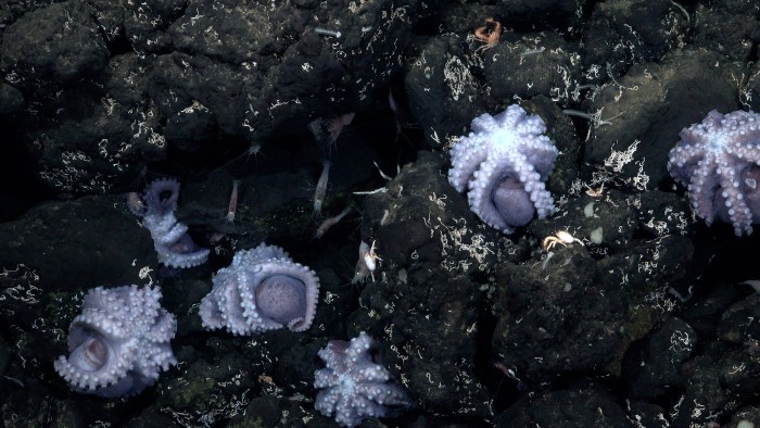 Octopus nursery off coast of  Costa Rica