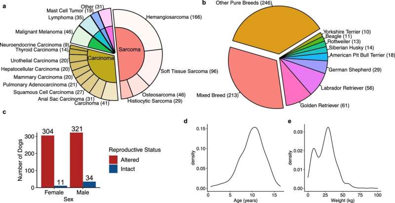 Largest-ever genomic sequencing study of canine cancers reveals striking similarities to human cancers