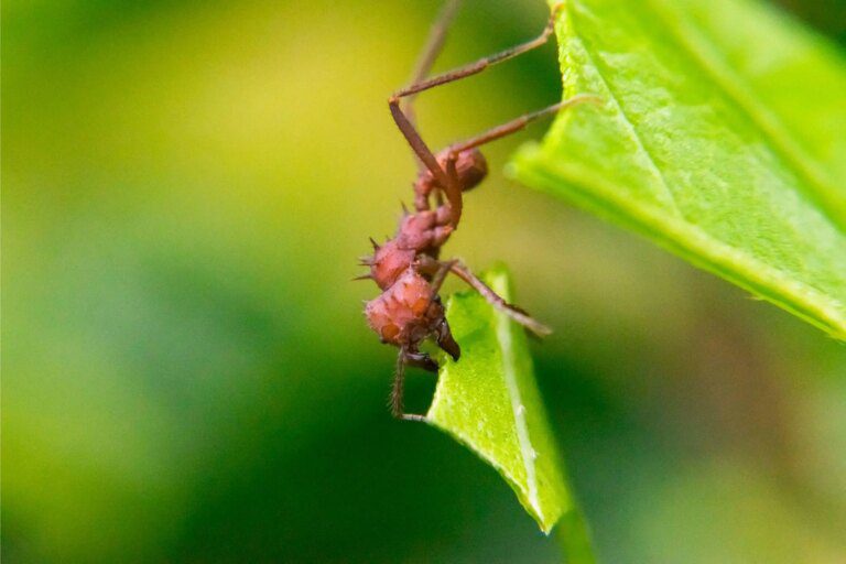 Researchers Unearth Secrets of Leaf-Cutting Ants