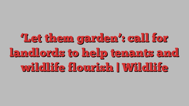 ‘Let them garden’: call for landlords to help tenants and wildlife flourish | Wildlife