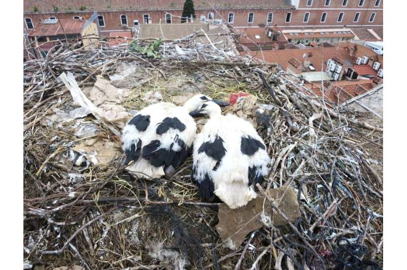 Man-made materials in nests can bring both risks and benefit for birds