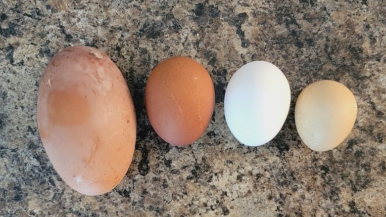 Four eggs varying in size are lined up on a table. 