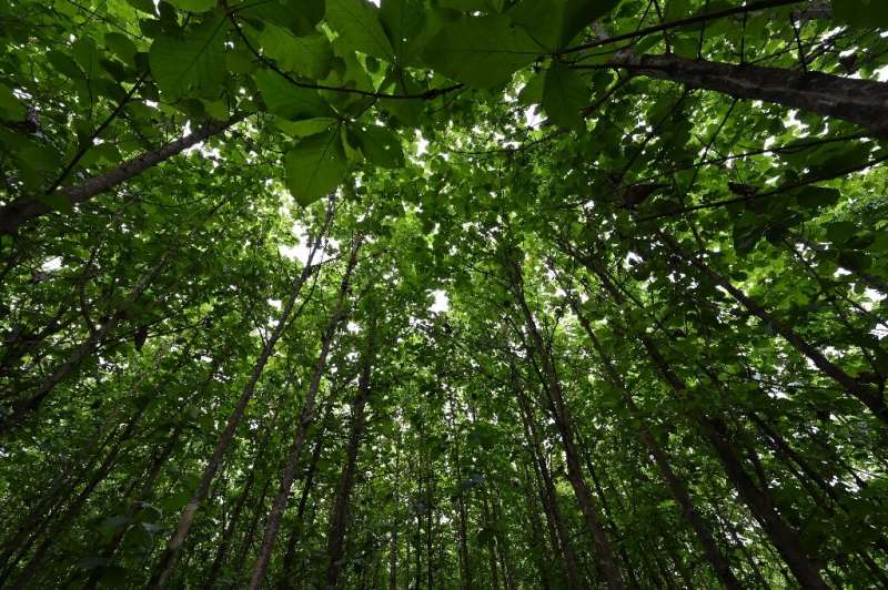 Deforestation has drastically reduced the surface area of Ivorian forests since the 1960s