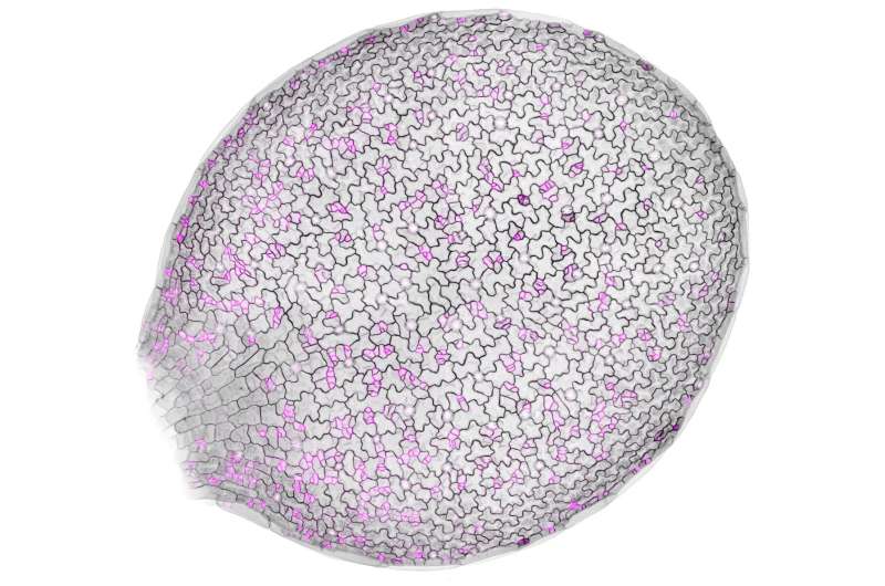 New insight into how plant cells divide