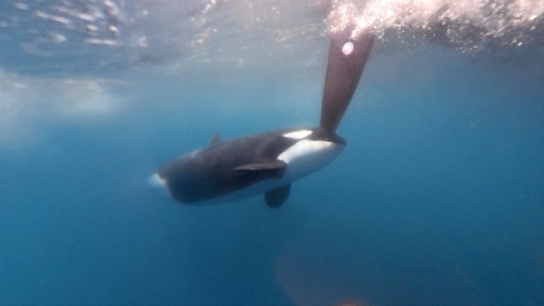 A whale hits the rudder of a boat.