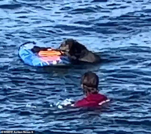 Otter steals man’s surfboard- prompting internet to speculate they have joined forces with orcas 