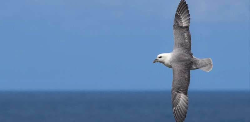 Plastic pollution threatens birds far out at sea—new research