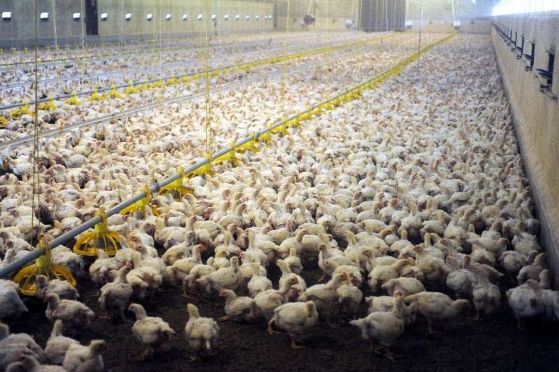 30,000 young chickens are crowded together at a site in the northern German city of Visbek