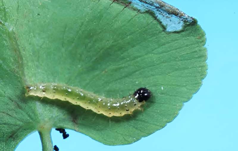 Research Identifies Moths that Slow the Spread of Invasive Fern