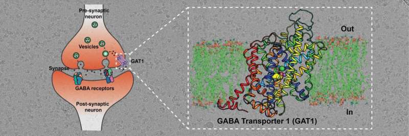 Cracking the structure of a crucial neural transport protein