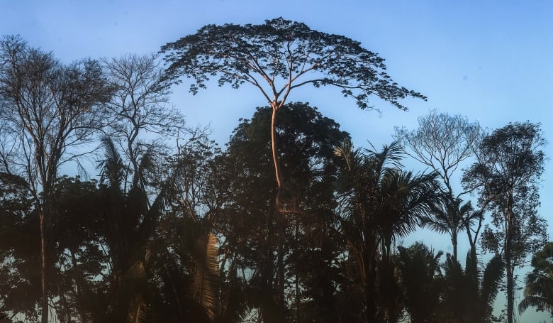 Trees stand in a partially deforested section of the Amazon rainforest in Brazil.