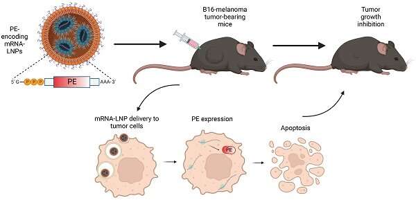 Researchers induce cancer cells to 'commit suicide' with a self-produced bacterial toxin