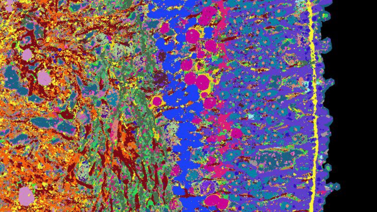 Unraveling the Mysteries of Human Tissue: A Comprehensive Atlas