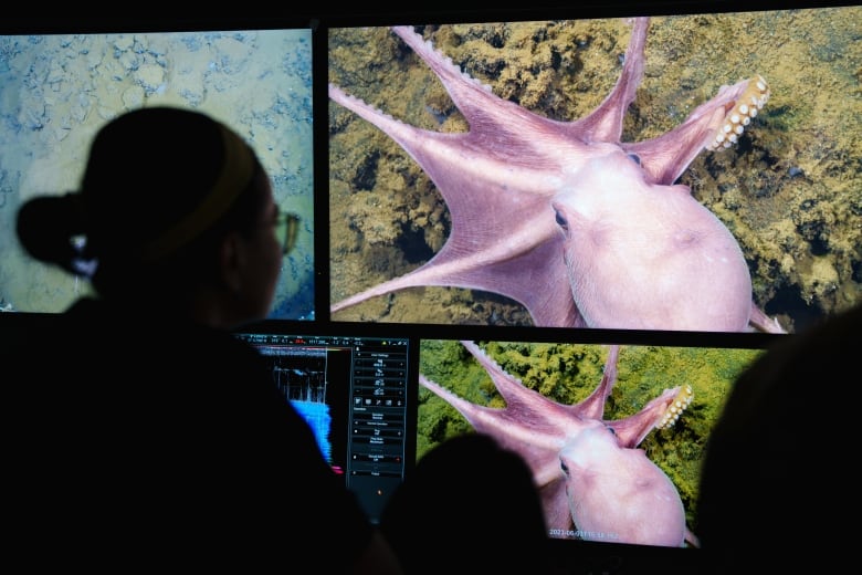 A woman's silhouette is visible as she watches a screen showing a pinkish octopus moving along the seafloor from multiple different angles. 