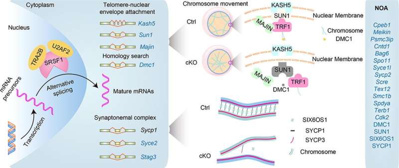 SRSF1 is crucial for male meiosis through alternative splicing during homologous pairing and synapsis in mice