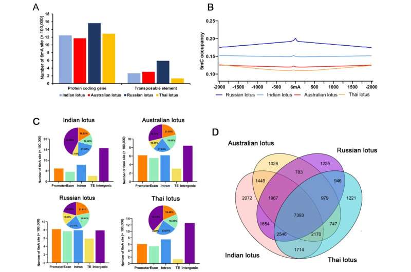 Scientists reveal genomic distribution and evolutionary patterns of 6mA modifications in plants