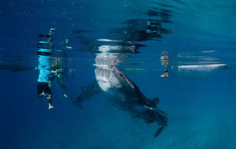 Seeking insights into the long-term effects of whale shark feeding practices