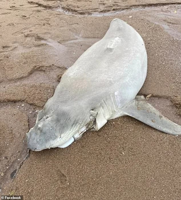 Shark found washed up on a Rowes Bay beach in Townsville with its fins and tail cut off