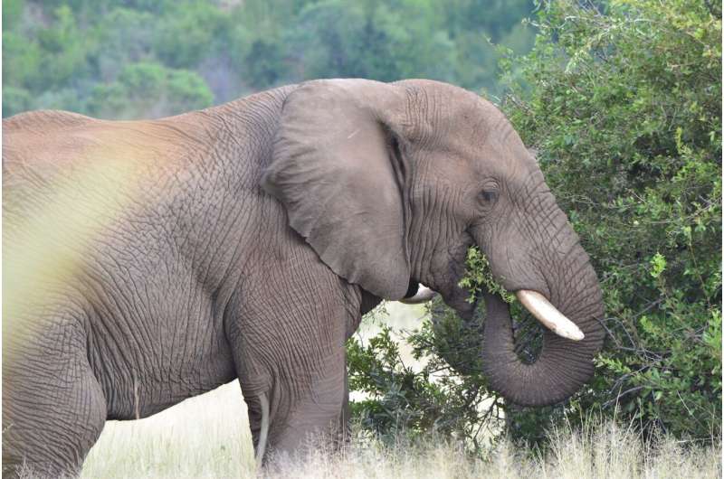 elephant eating