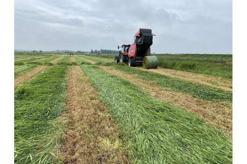 Reduce greenhouse gases: Stop drainage and cultivate reed grass instead of potatoes on peat soil